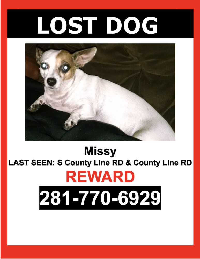 Image of Missy, Lost Dog