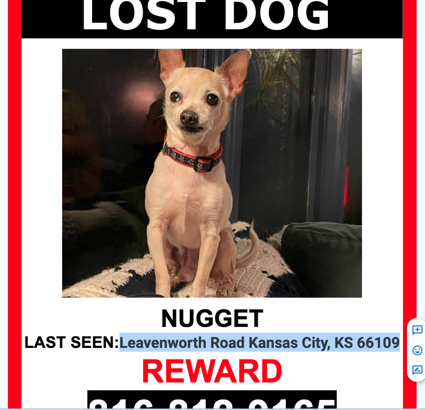 Image of Nugget, Lost Dog