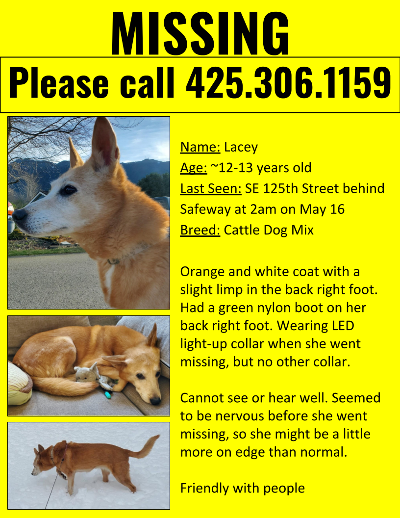 Image of Lacey, Lost Dog
