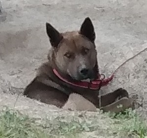 Image of Master, Lost Dog