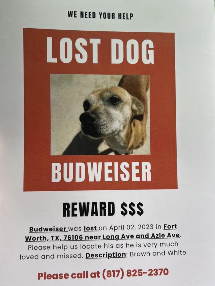 Image of Budweiser, Lost Dog