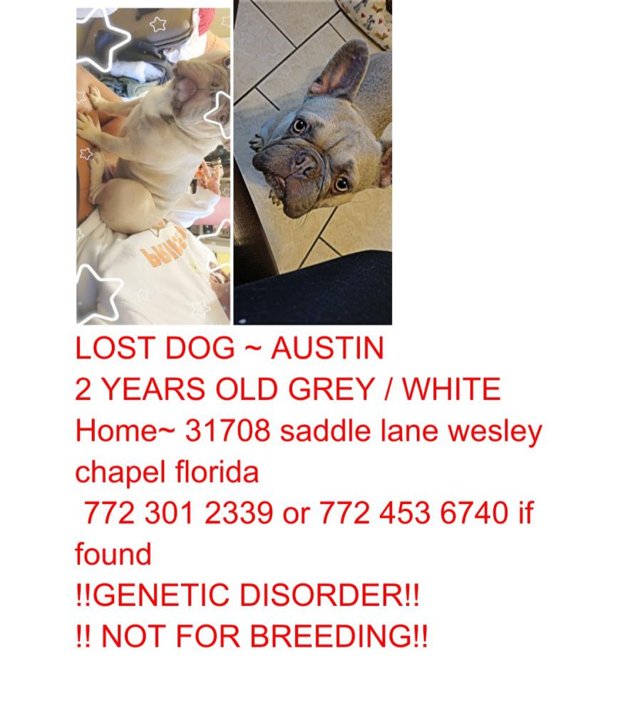Image of Austin, Lost Dog