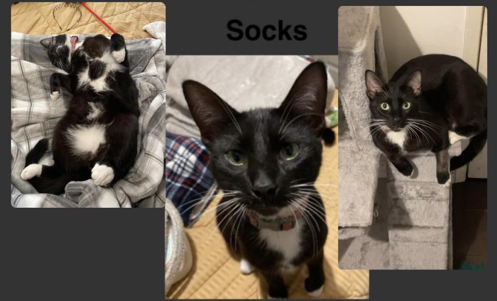 Image of Socks, Lost Cat