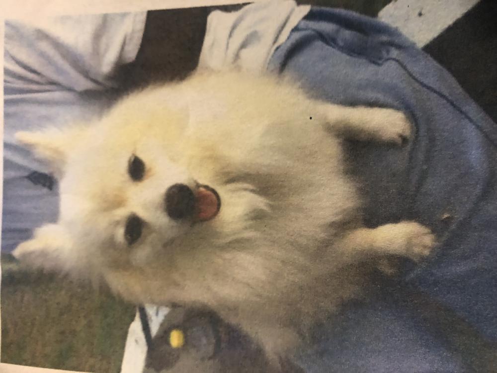 Image of max, Lost Dog
