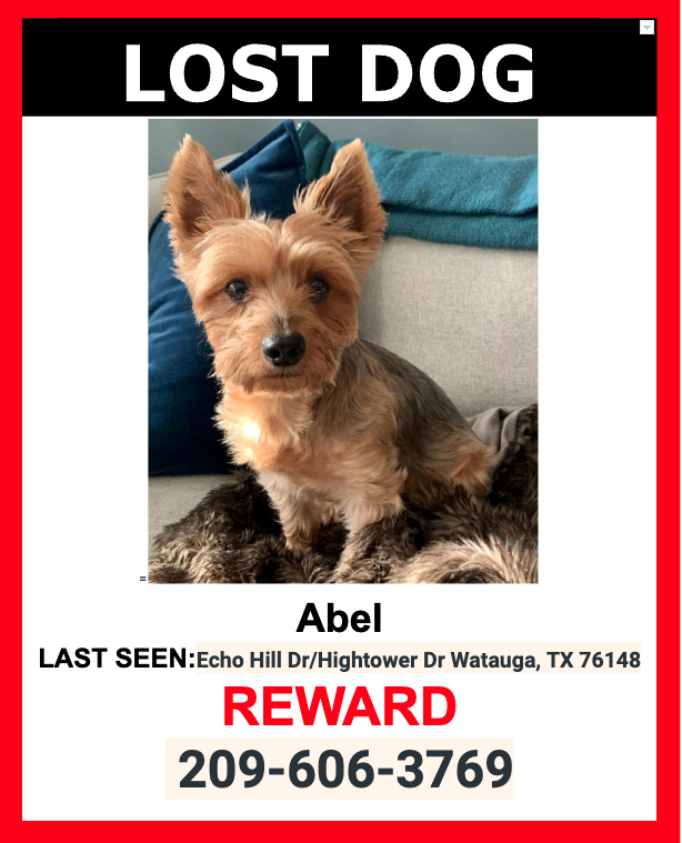 Image of Abel, Lost Dog