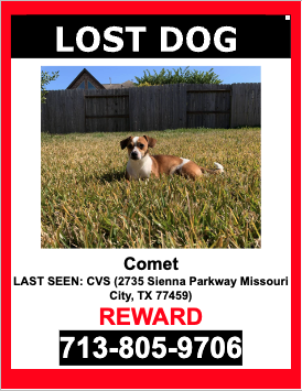 Image of Comet, Lost Dog