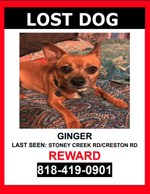 Image of GINGER, Lost Dog