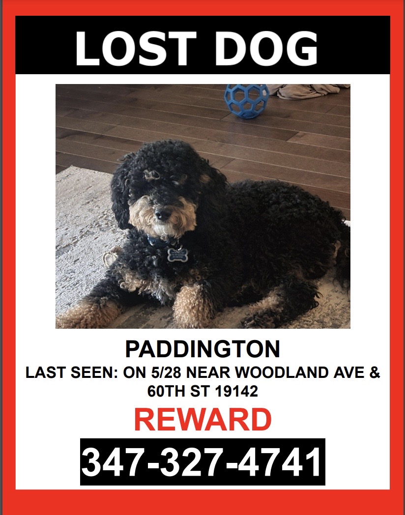 Image of PADDINGTON, Lost Dog