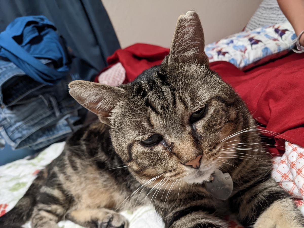 Image of Harry Pawter, Lost Cat