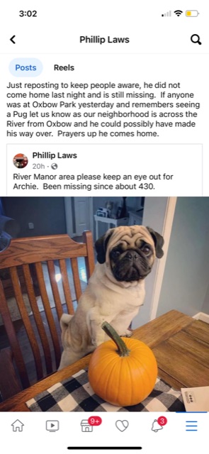 Image of Archie, Lost Dog