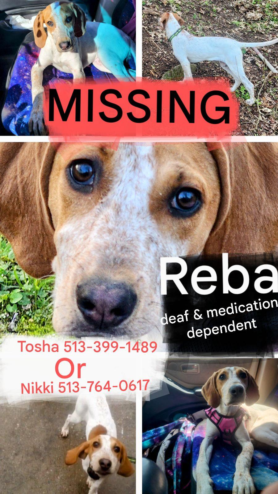 Image of Reba, Lost Dog
