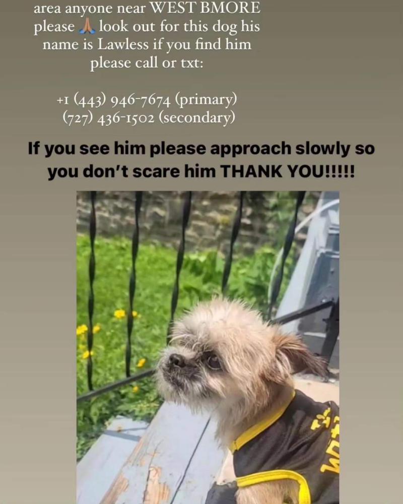 Image of Lawless, Lost Dog