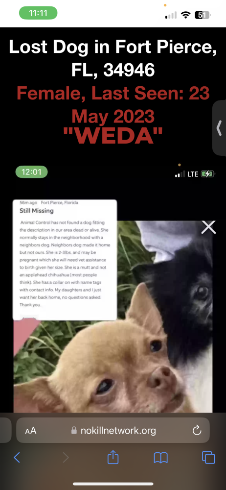 Image of Weda, Lost Dog