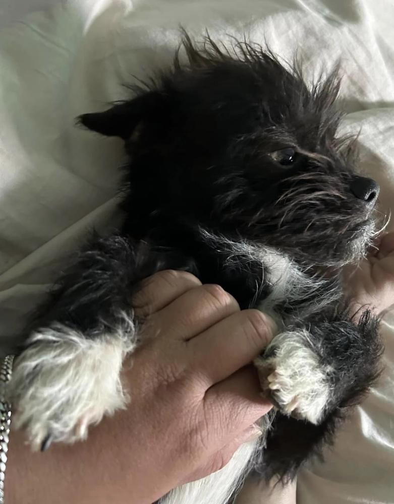 Image of Chuy - White Paws, Lost Dog