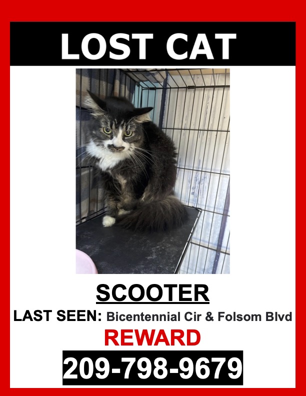 Image of SCOOTER, Lost Cat