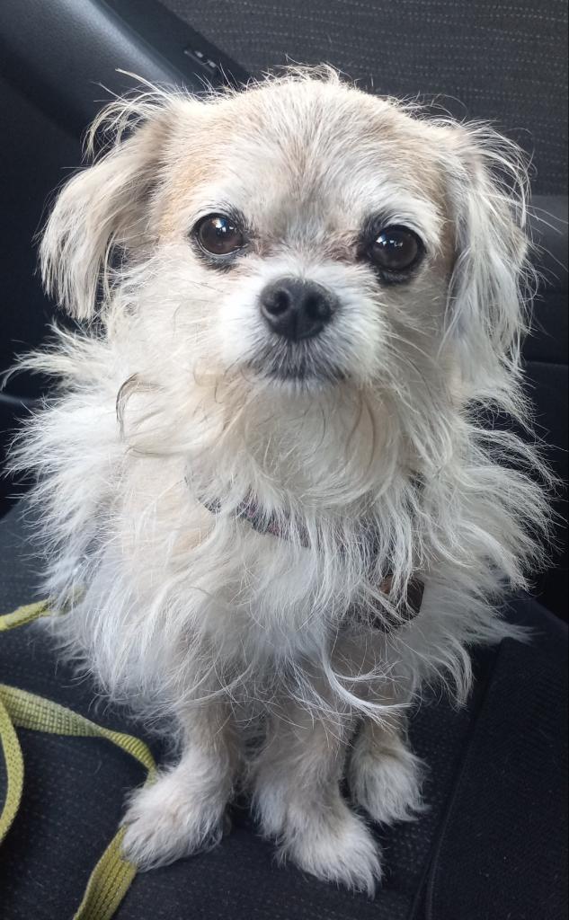 Image of Mia (Peepers), Lost Dog