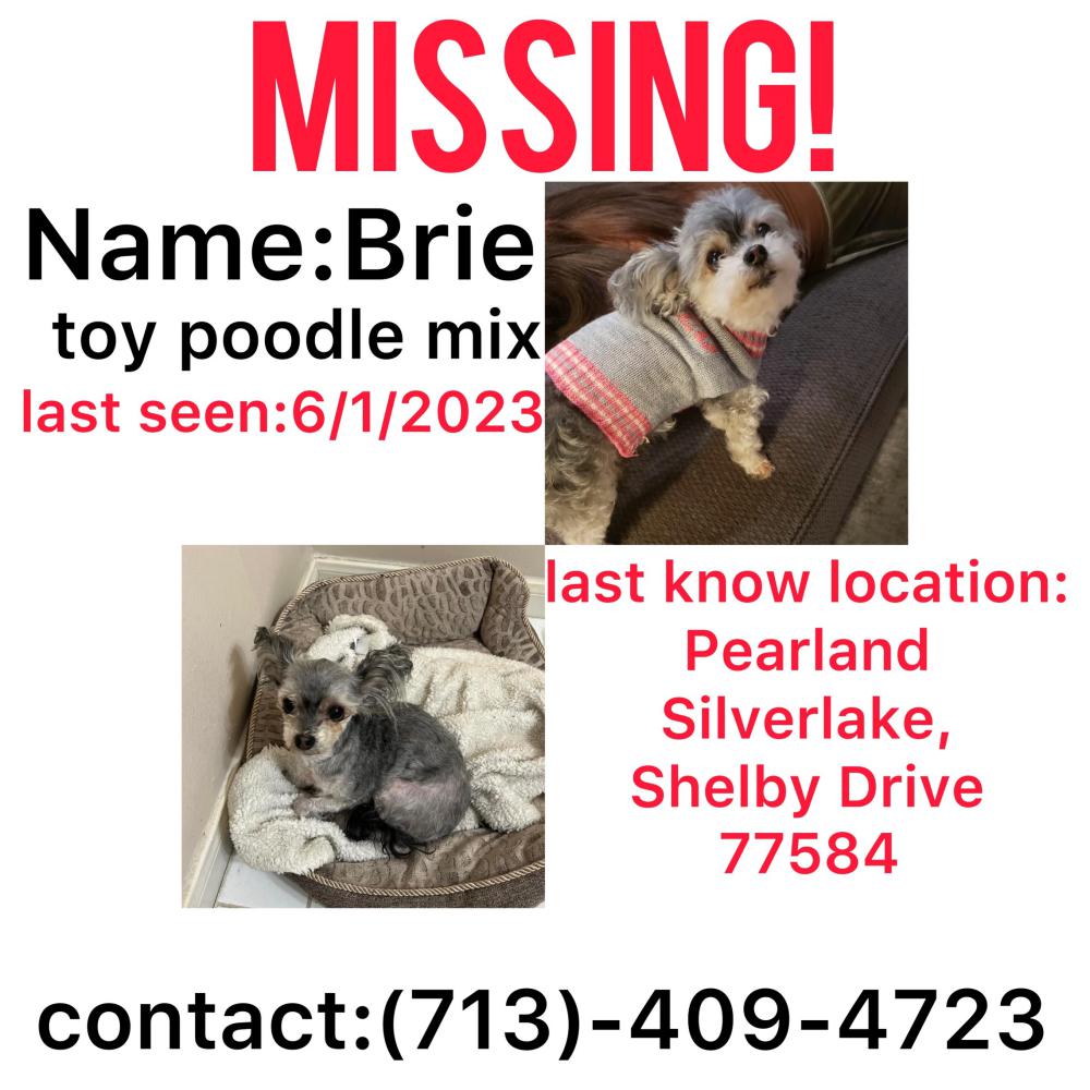 Image of Brie, Lost Dog
