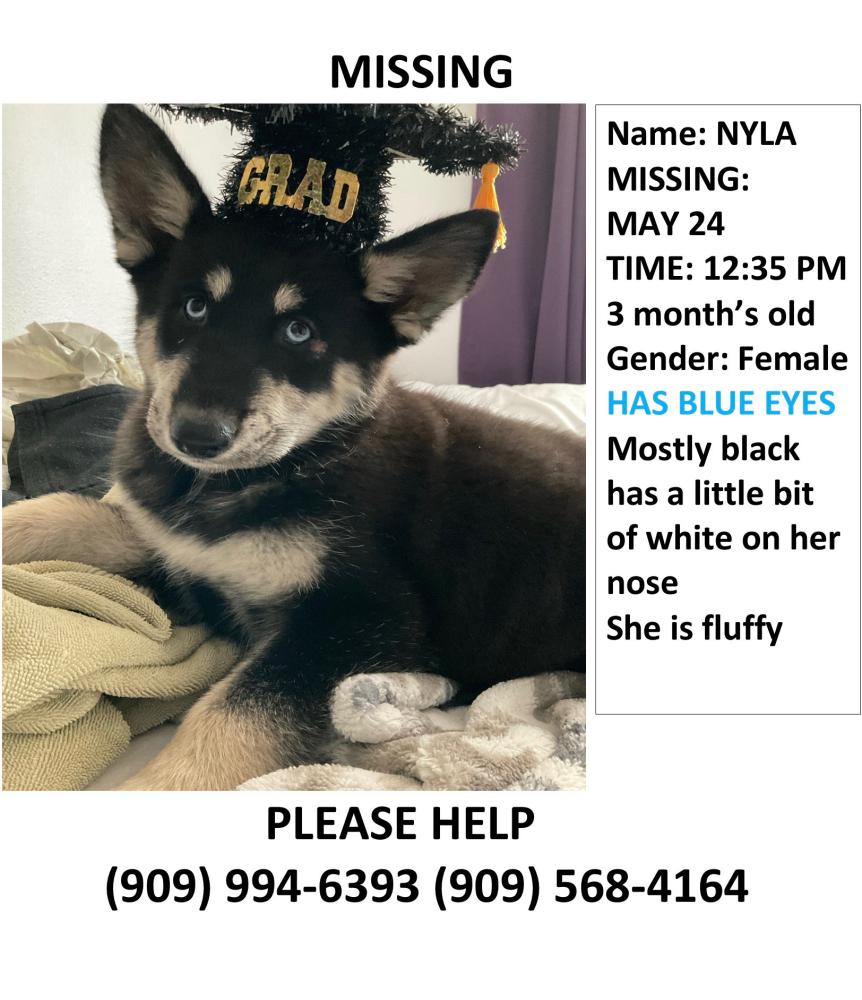 Image of Nyla, Lost Dog