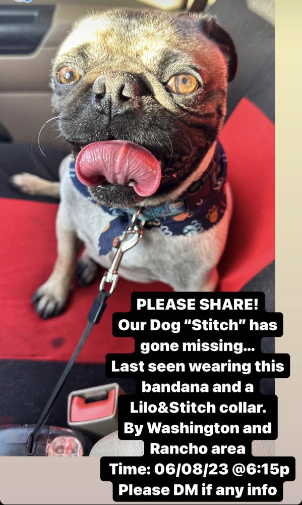 Image of Stitch, Lost Dog
