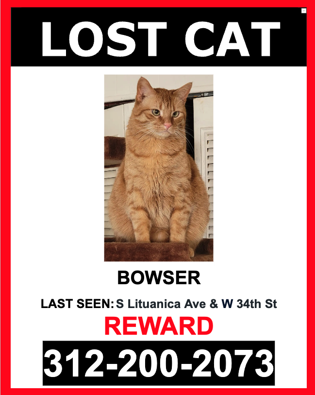 Image of Bowser, Lost Cat