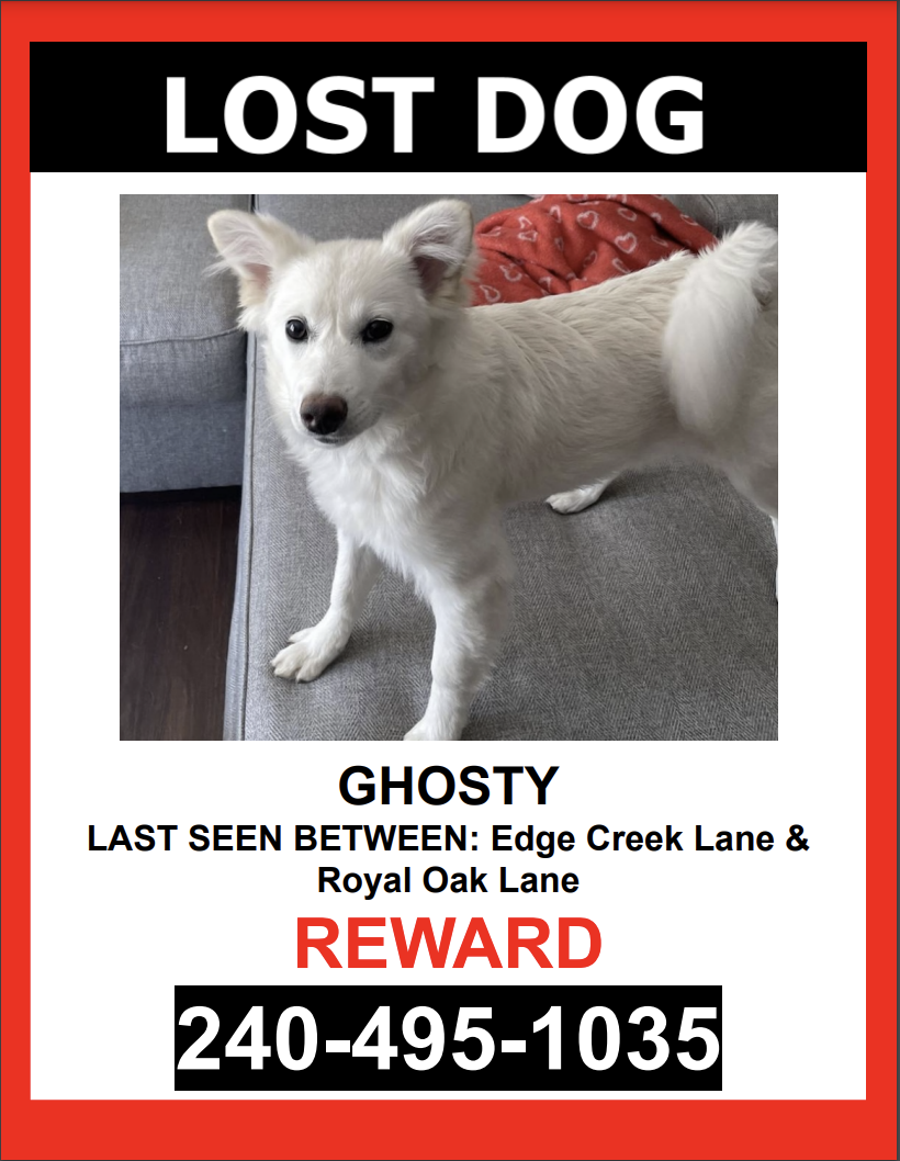 Image of Ghosty, Lost Dog