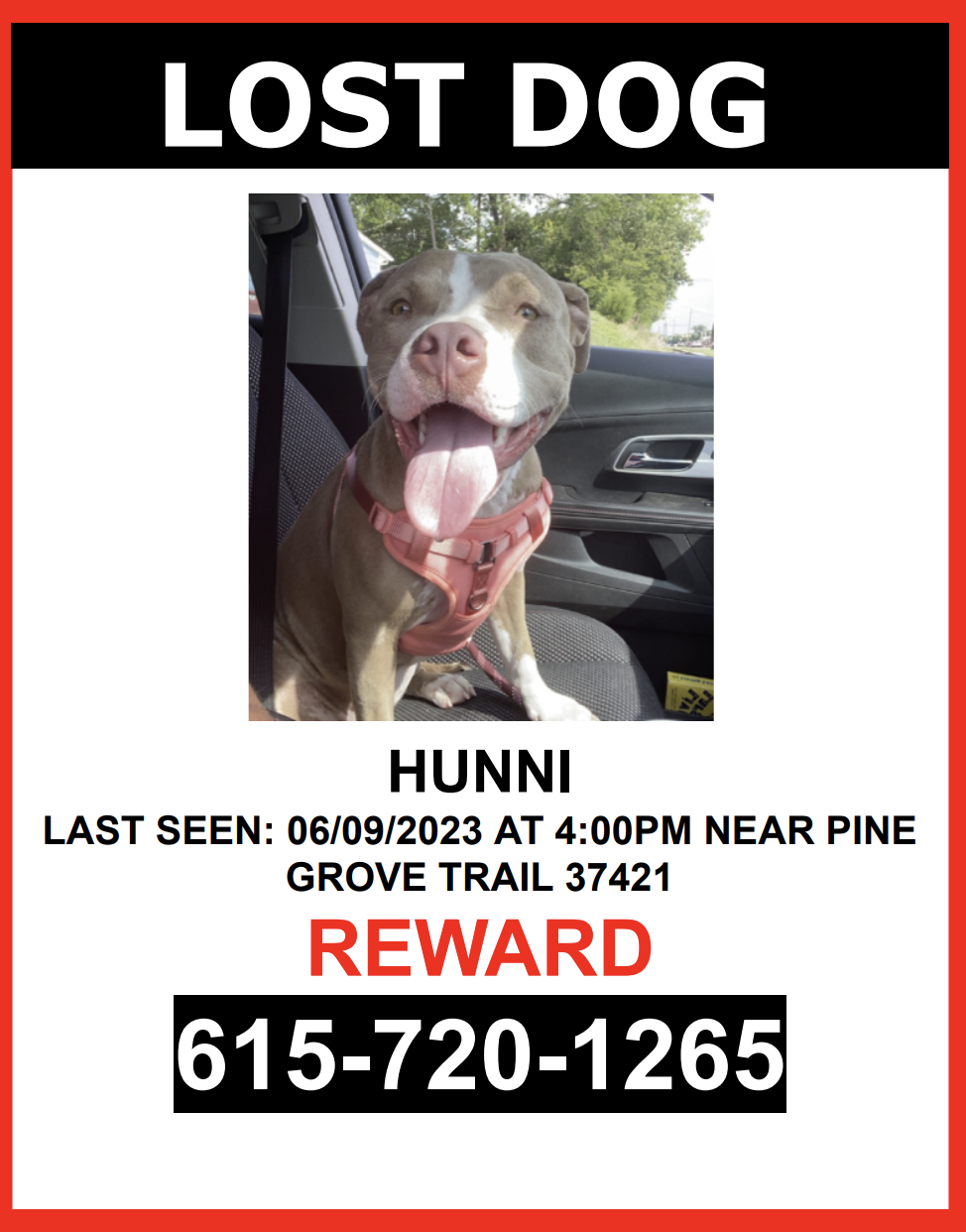 Image of Hunni, Lost Dog
