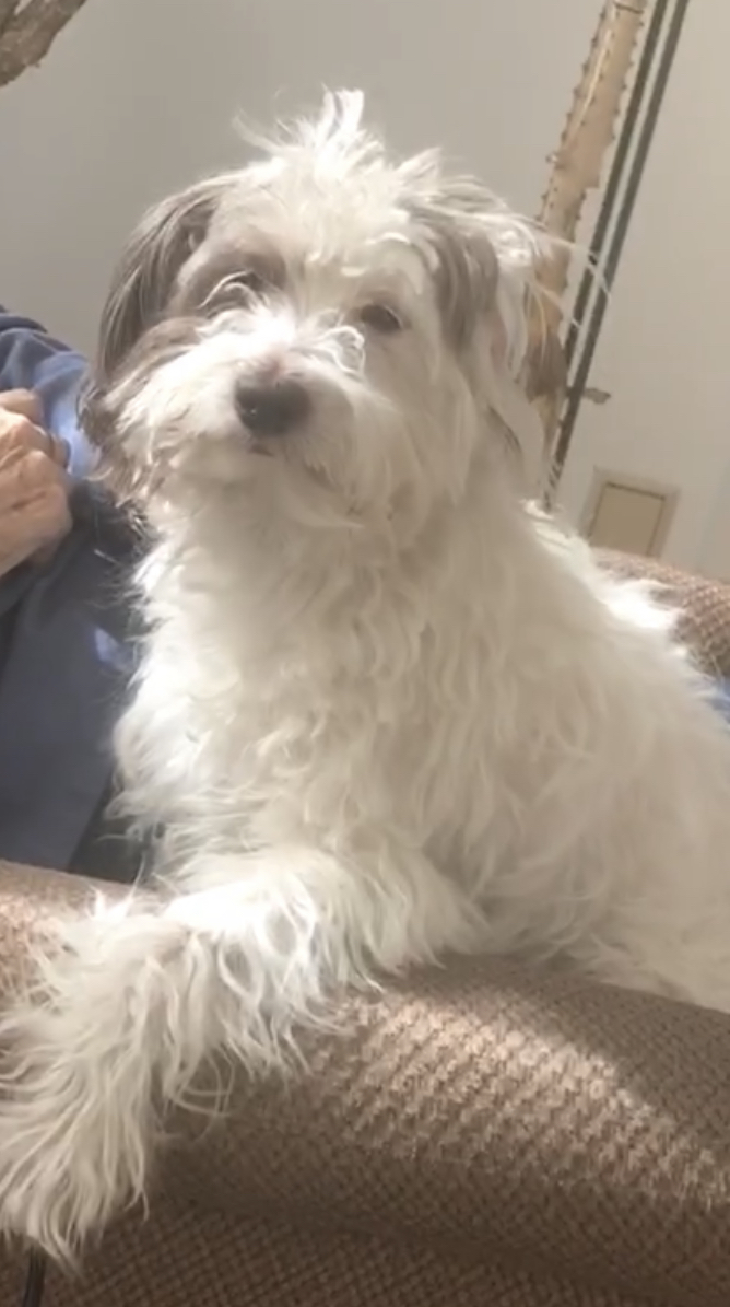Image of Fluffing, Lost Dog