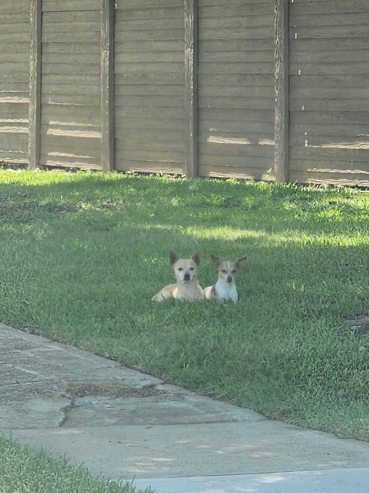 Image of Two chihuahuas, Found Dog