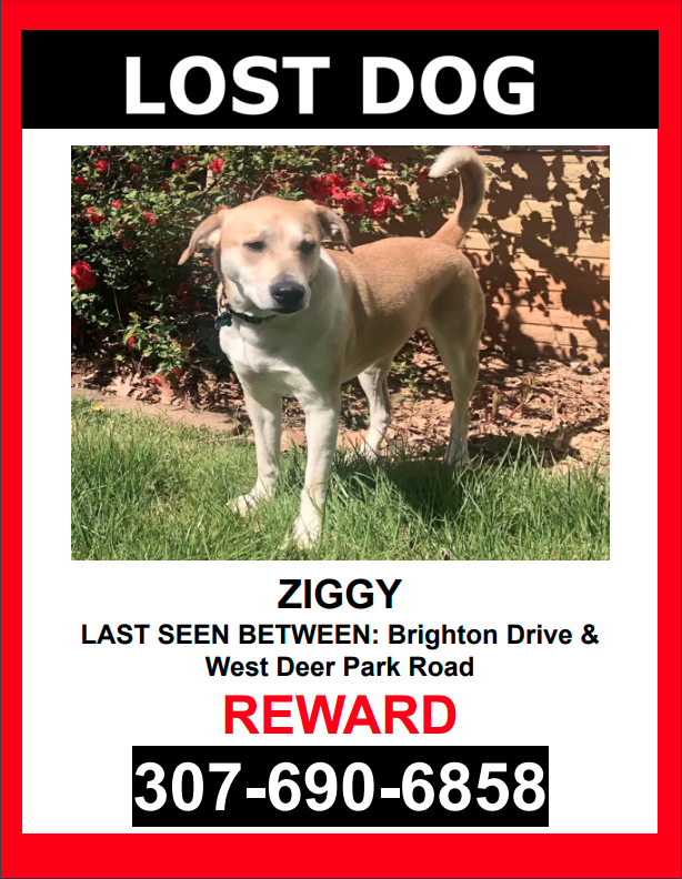 Image of Ziggy, Lost Dog