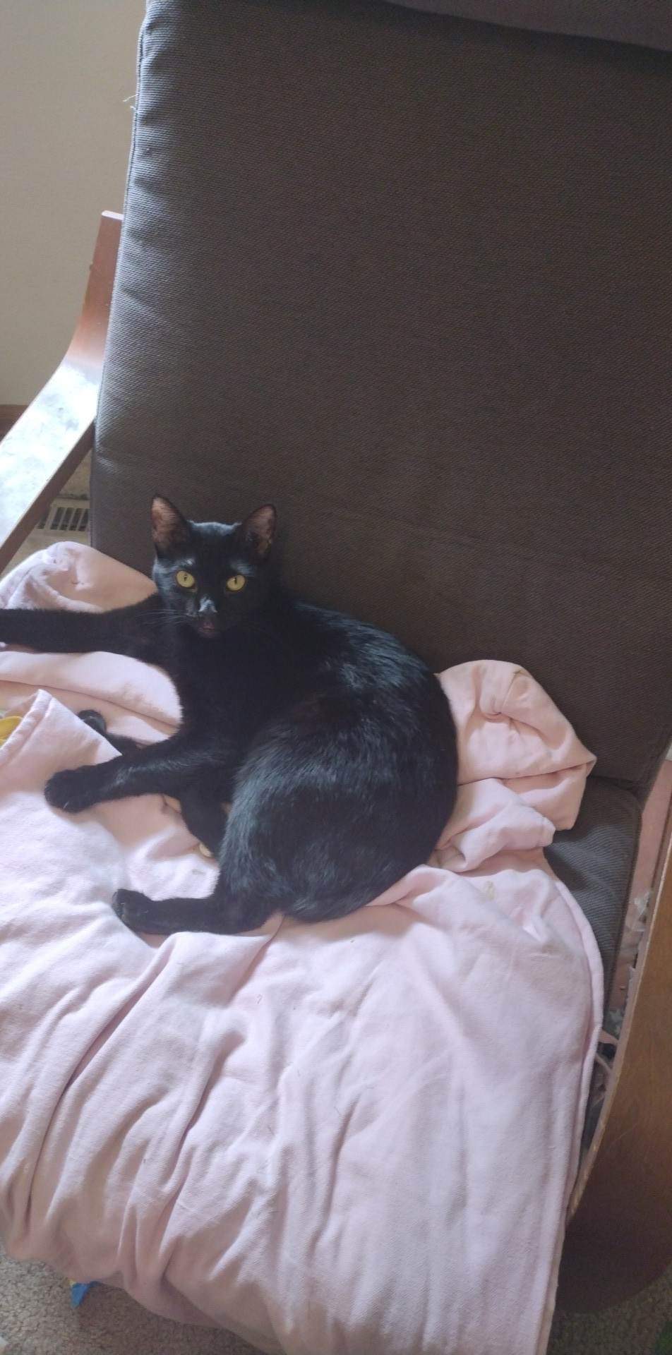 Image of Blossom, Lost Cat