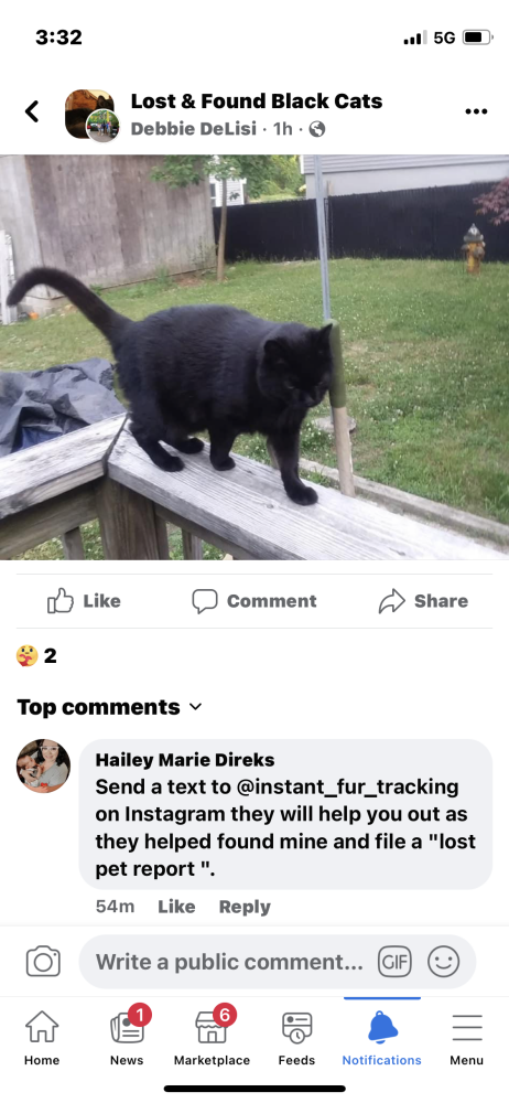 Image of Scotter, Lost Cat
