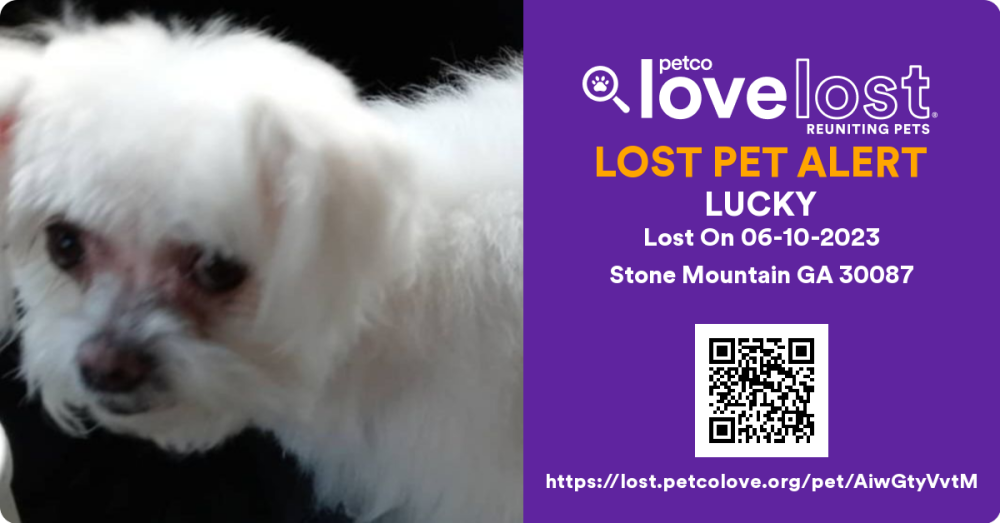 Image of Lucky, Lost Dog