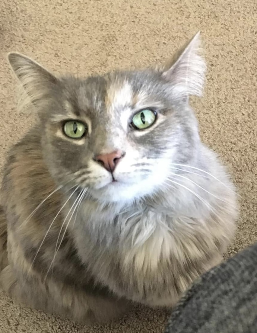 Image of Penelope, Lost Cat