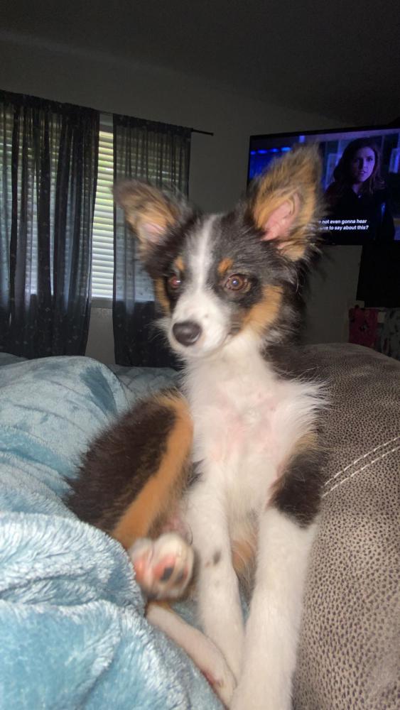 Image of Emmie Lyn, Lost Dog