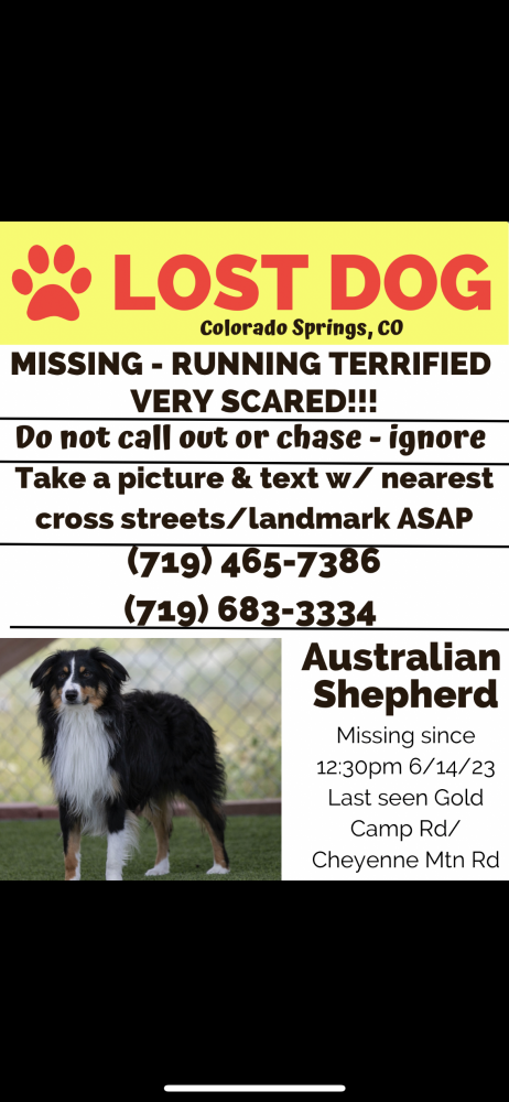 Image of Zeref, Lost Dog