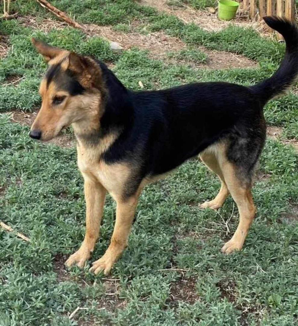Image of Azula, Lost Dog