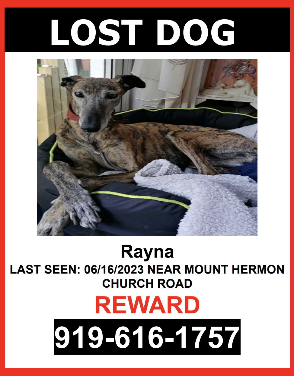 Image of RAYNA, Lost Dog