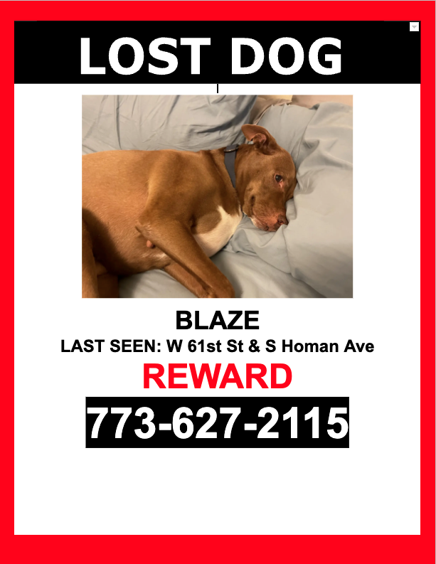 Image of Blaze, Lost Dog