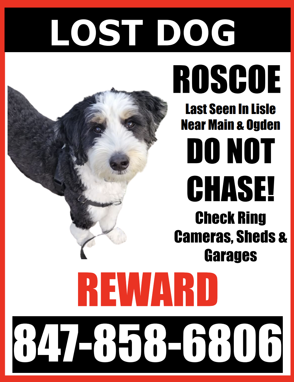 Image of ROSCOE, Lost Dog