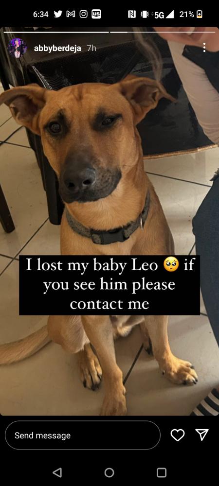 Image of Leo, Lost Dog