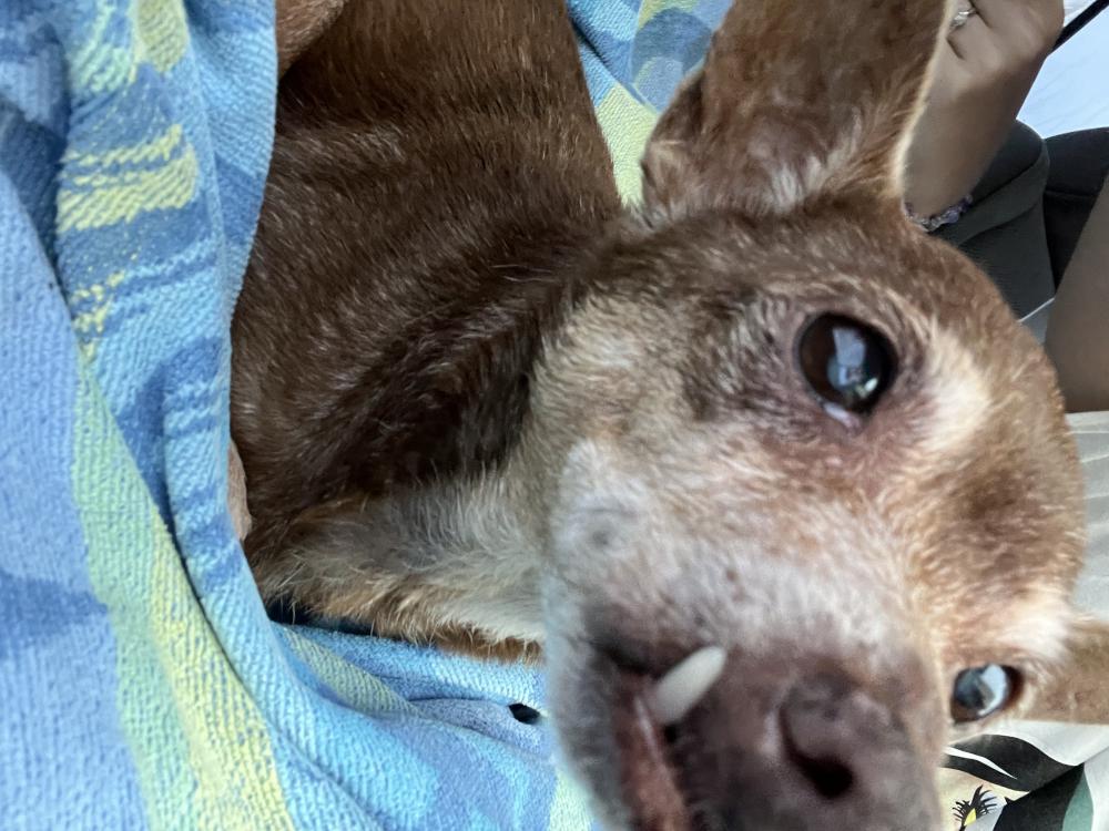 Image of Brown Chihuahua, Found Dog