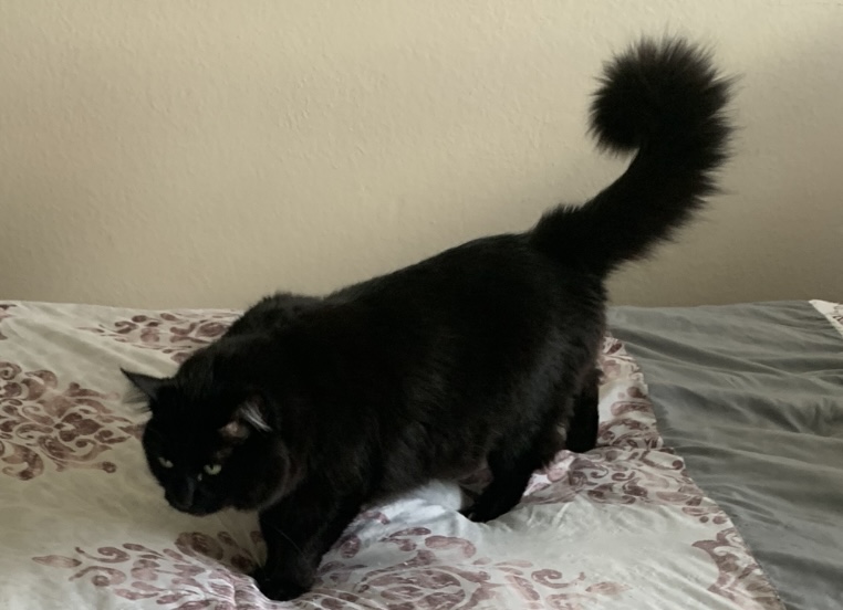 Image of Sneaky, Lost Cat
