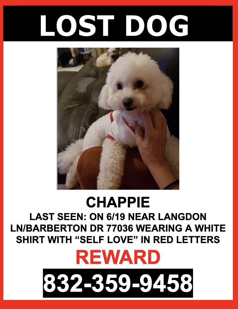 Image of CHAPPIE, Lost Dog