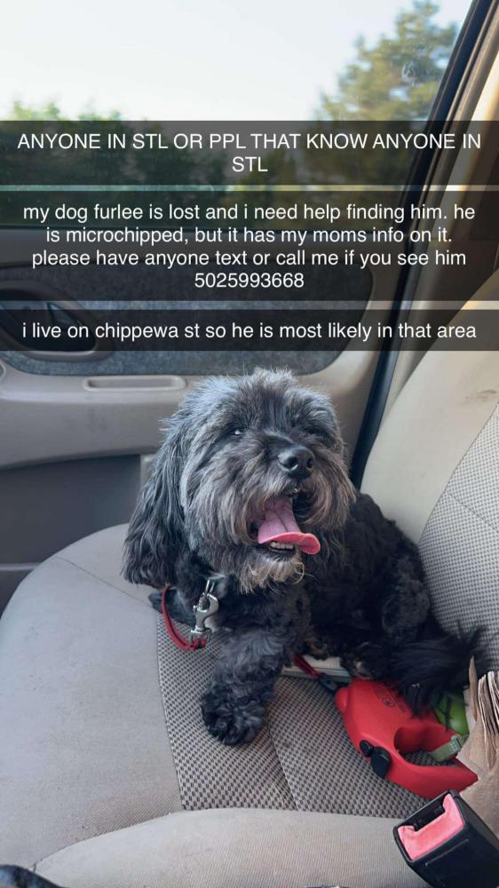 Image of Furlee, Lost Dog