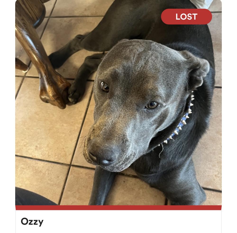 Image of Ozzy, Lost Dog