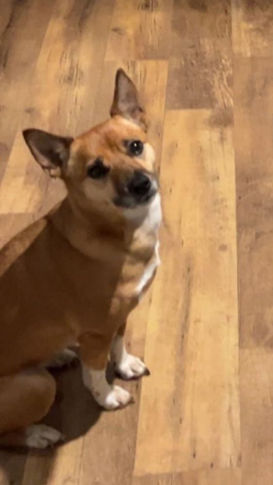 Image of izzy, Lost Dog