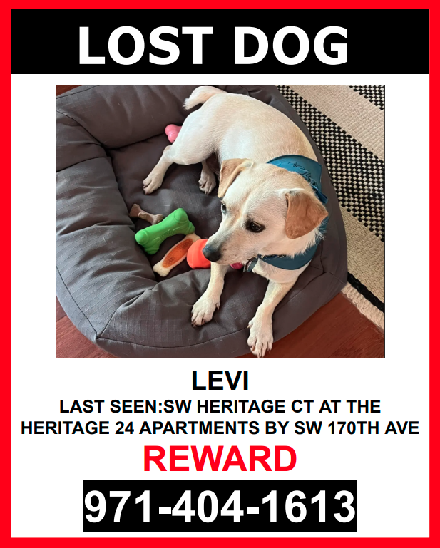 Image of LEVI, Lost Dog