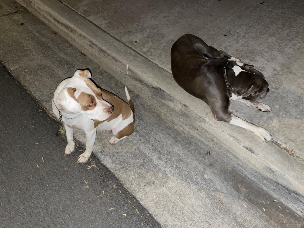 Image of 2 dogs, Found Dog
