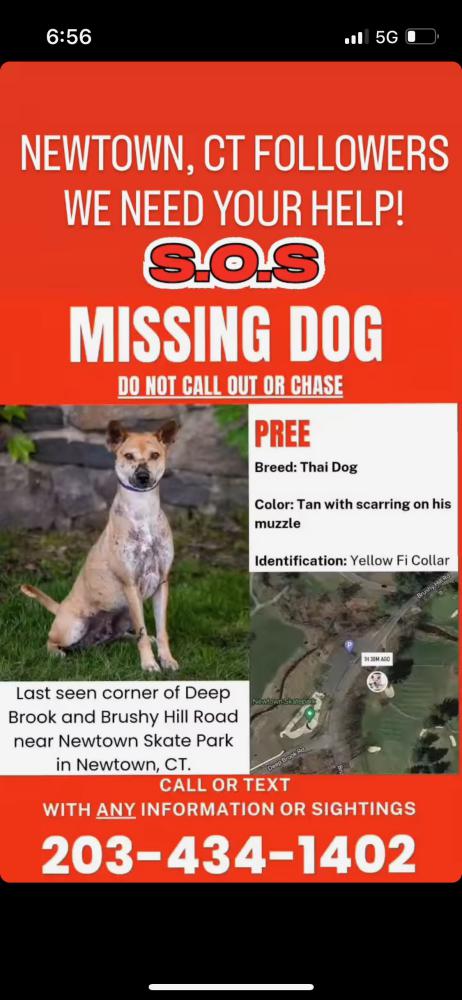 Image of Pree, Lost Dog