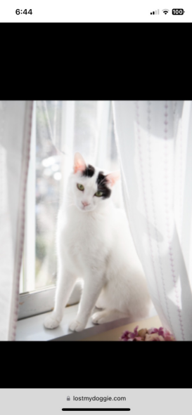 Image of Miyu, Lost Cat